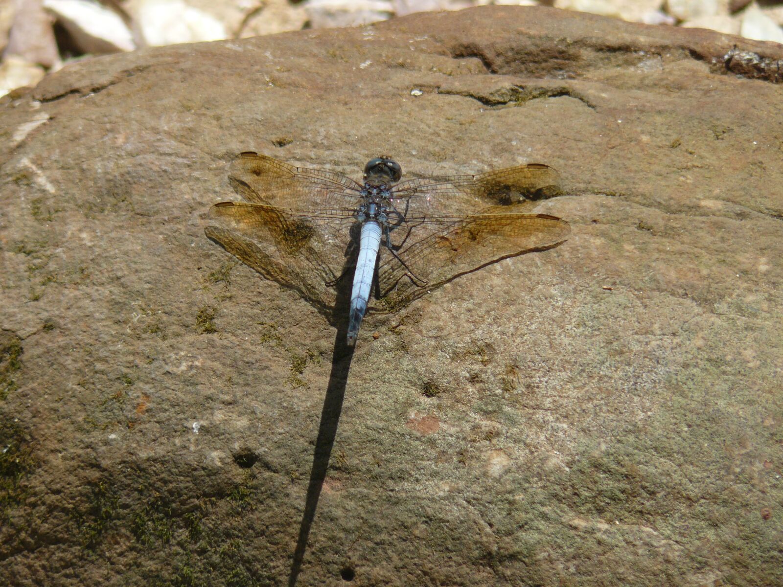 Panasonic DMC-FZ8 sample photo. Dragonfly, nature, insect photography