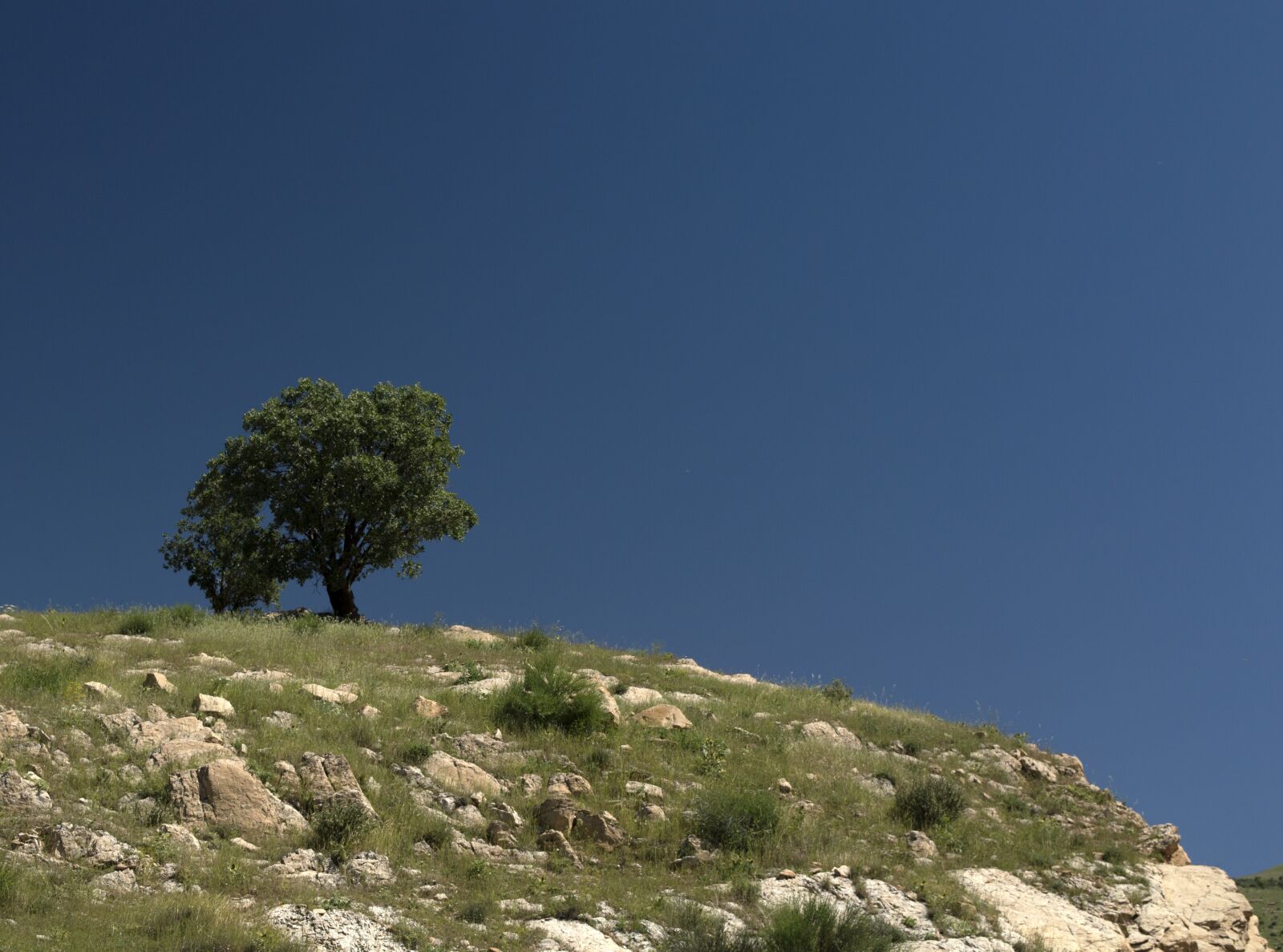 Nikon D3200 sample photo. Tree, sky, blue photography