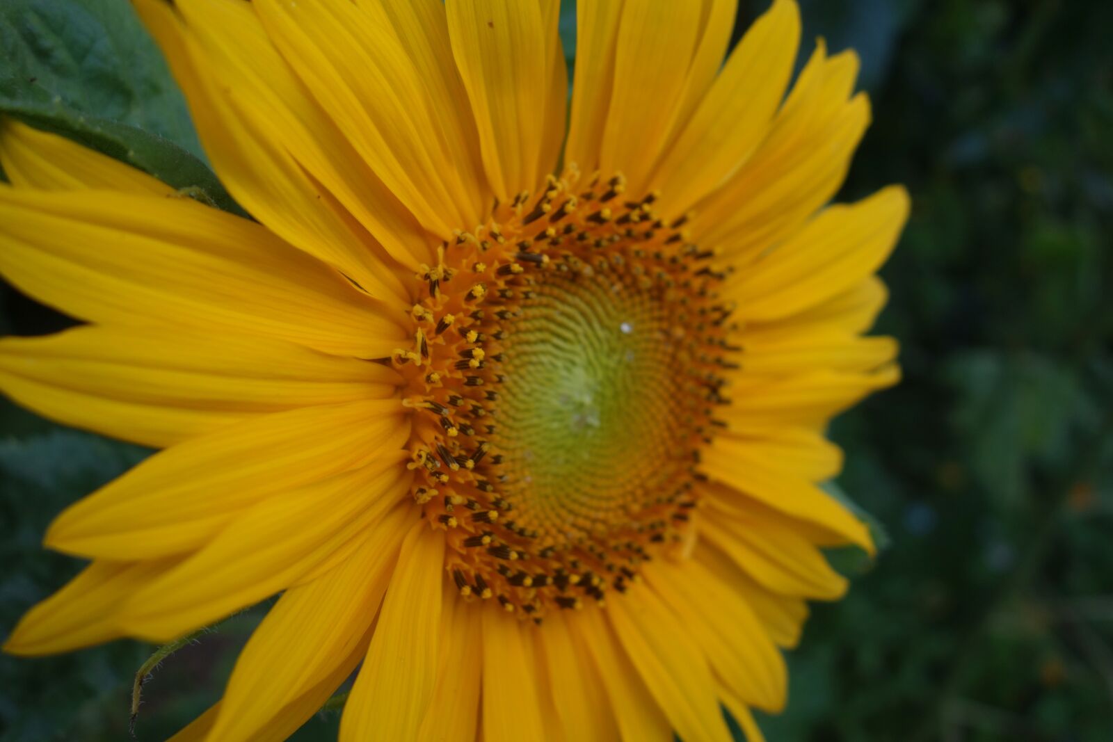 Sony Cyber-shot DSC-RX100 sample photo. Sunflower, yellow, plant photography