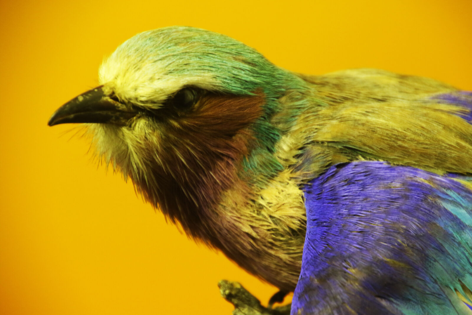 Canon EOS 7D Mark II sample photo. Animals, beak, bird, colorful photography