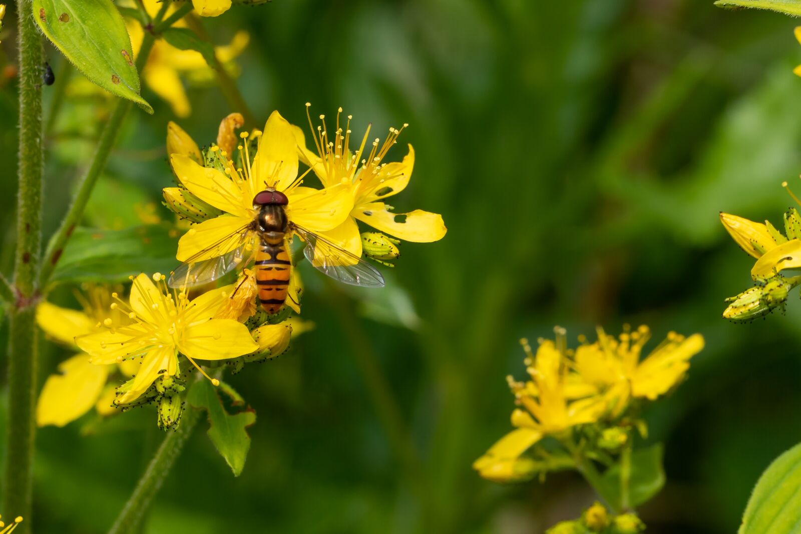 Canon EOS 7D Mark II sample photo. Hoverfly, blossom, bloom photography