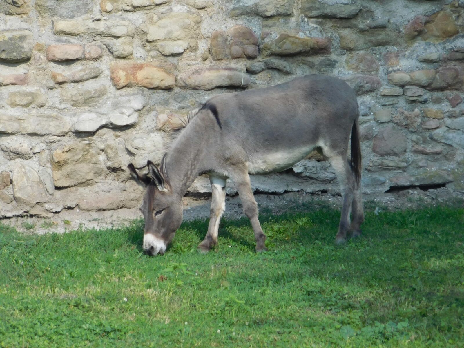 Nikon Coolpix L840 sample photo. Donkey, animal, stone wall photography