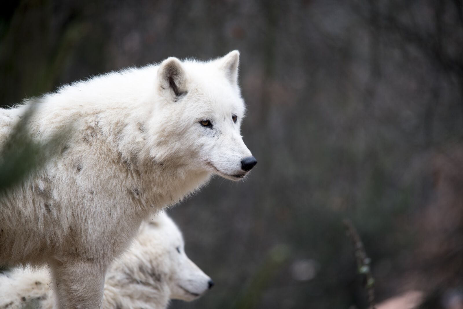 Nikon D750 sample photo. White wolf, wolf, nature photography