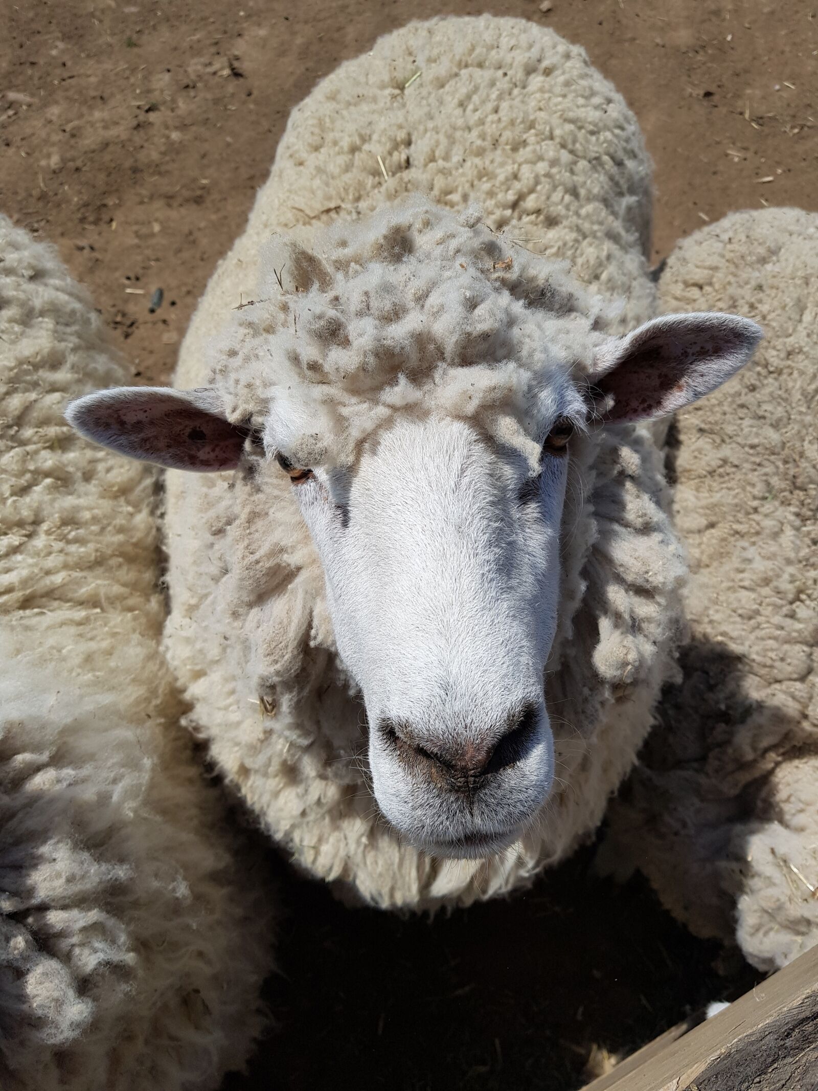 Samsung Galaxy S8 sample photo. Yang, cotton, cute photography