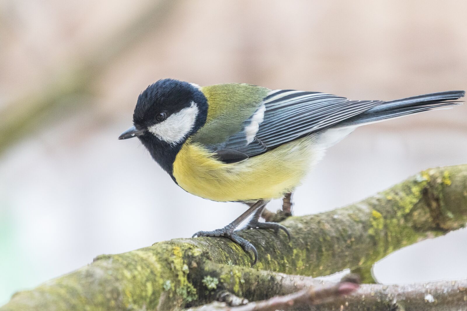 Canon EOS 7D Mark II sample photo. Tit, bird, the garden photography