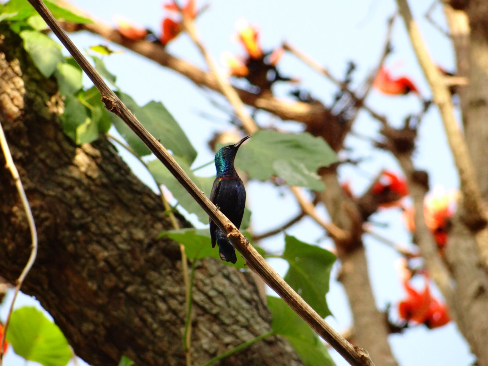 Sony DSC-HX200V sample photo. Purple sunbird, sunbird, colorful photography