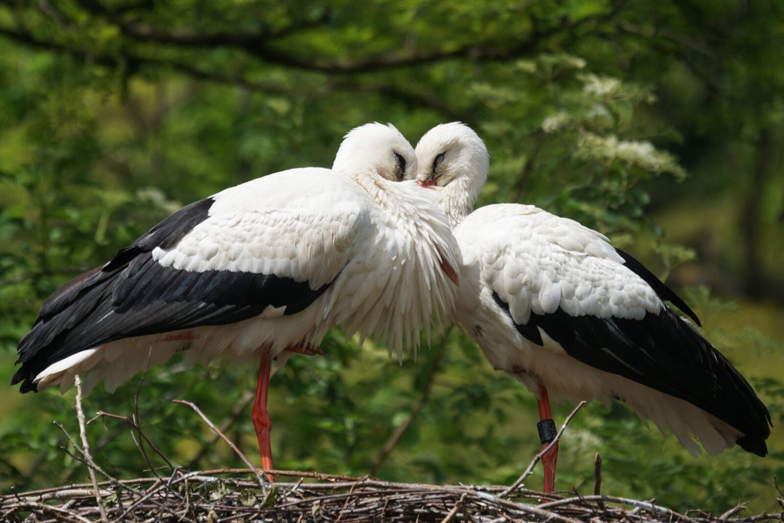 Sony ILCA-77M2 + Sony 70-400mm F4-5.6 G SSM sample photo. Stork, white stork, rattle photography