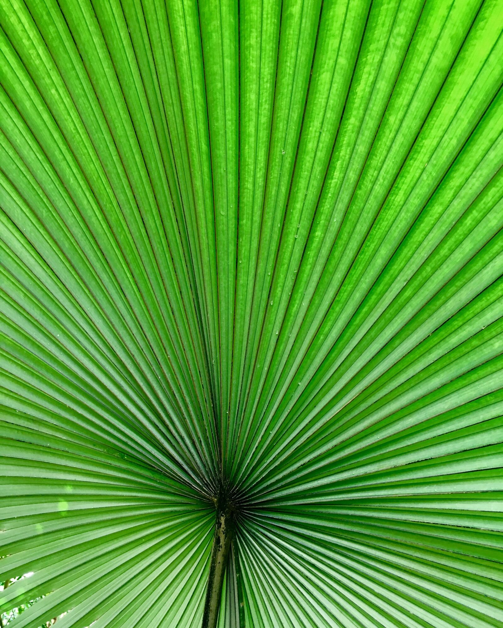 Apple iPhone 6s sample photo. Leaf, tropical, summer photography
