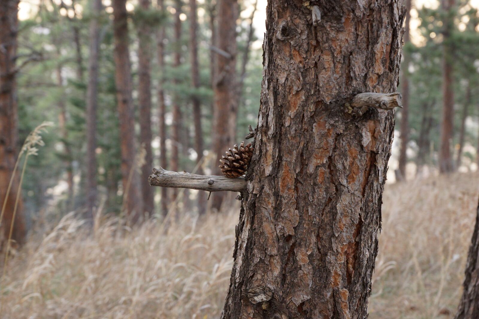 Sony DT 16-50mm F2.8 SSM sample photo. Wood, tree, nature photography