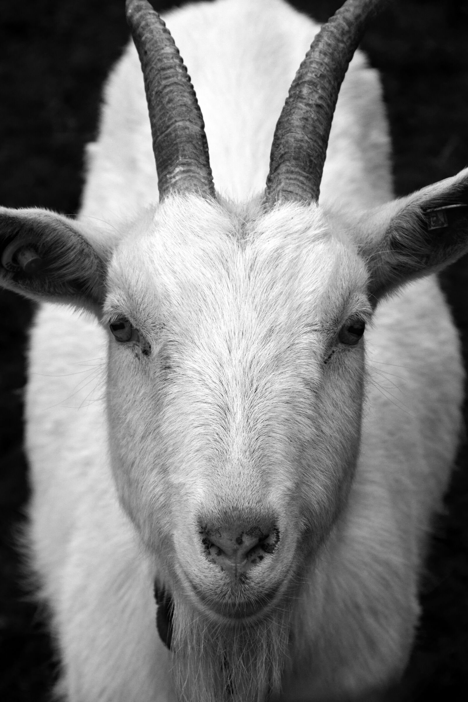 Nikon D3300 sample photo. Goat, billy goat, horns photography