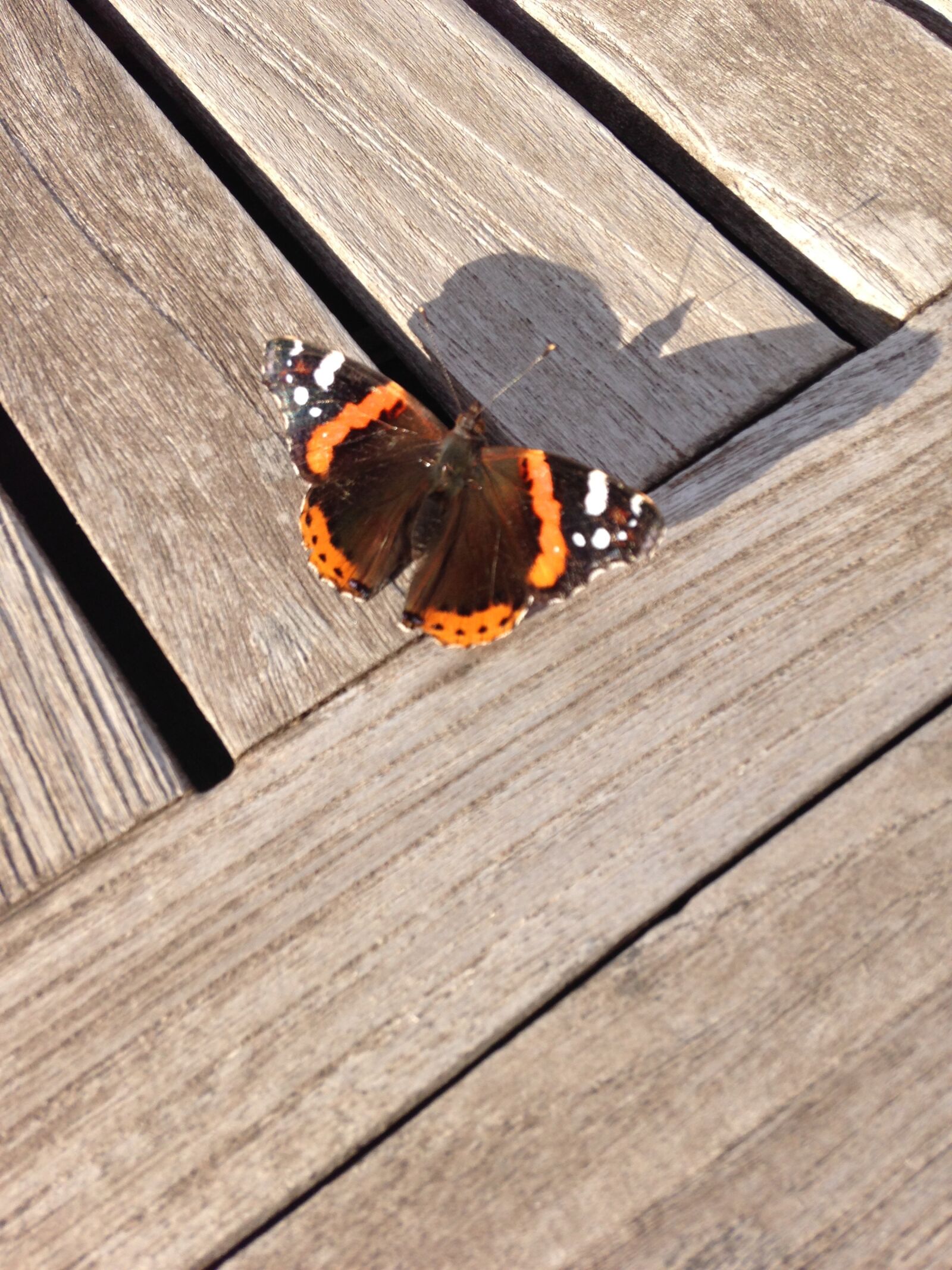 Apple iPhone 5 sample photo. Butterfly, big fox, bug photography