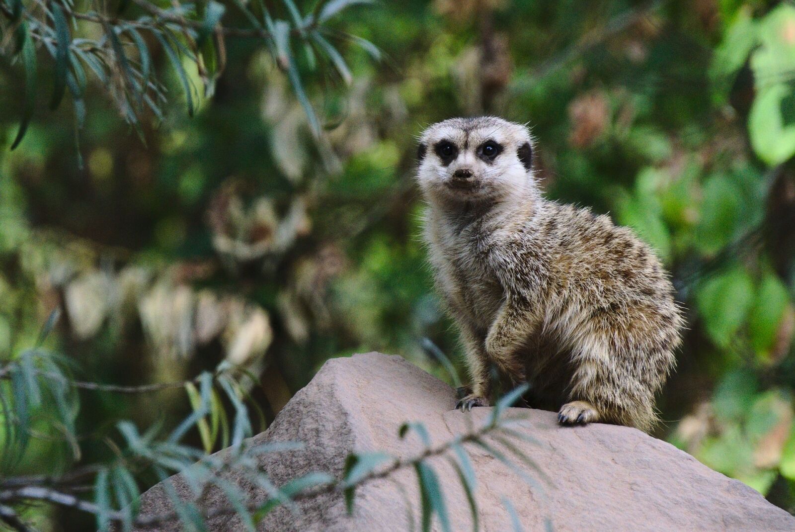 Sony E 55-210mm F4.5-6.3 OSS sample photo. Meerkat, zoo, green photography
