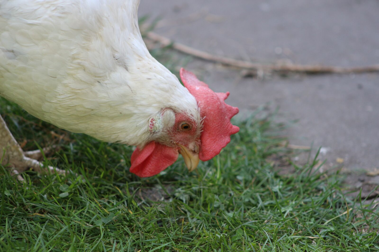 Canon EF75-300mm f/4-5.6 sample photo. Chicken, feather, bird photography