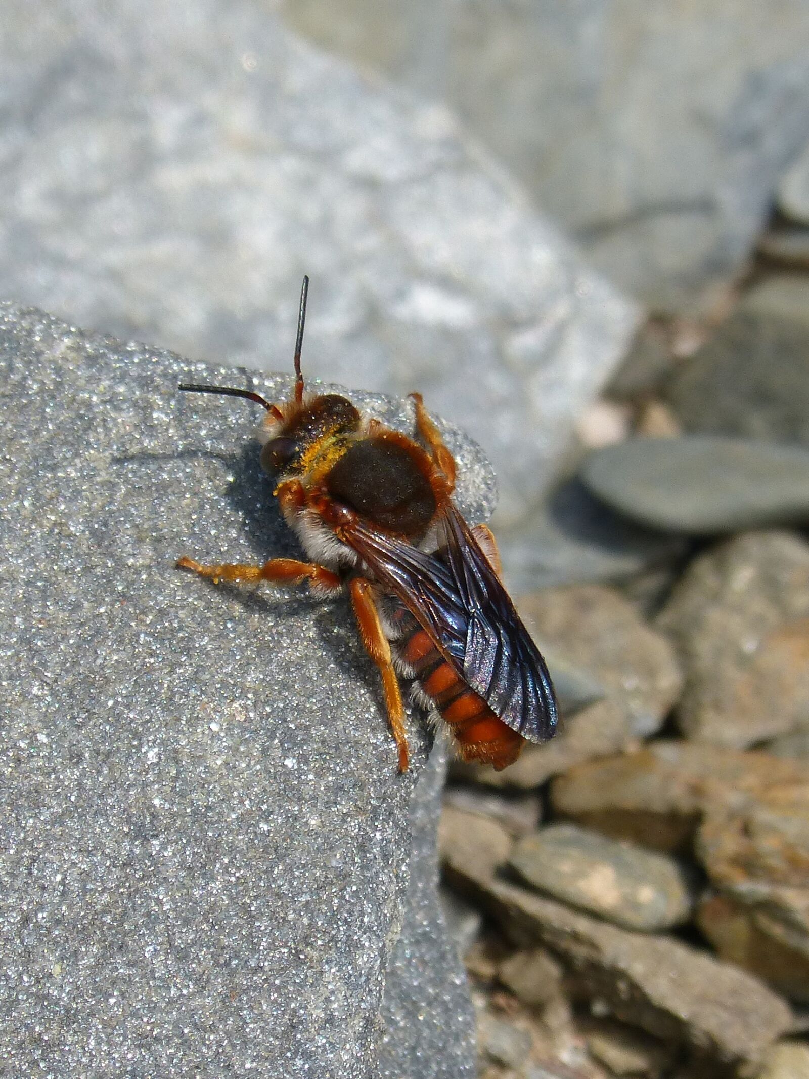 Panasonic DMC-FZ62 sample photo. Red bee, insect, detail photography