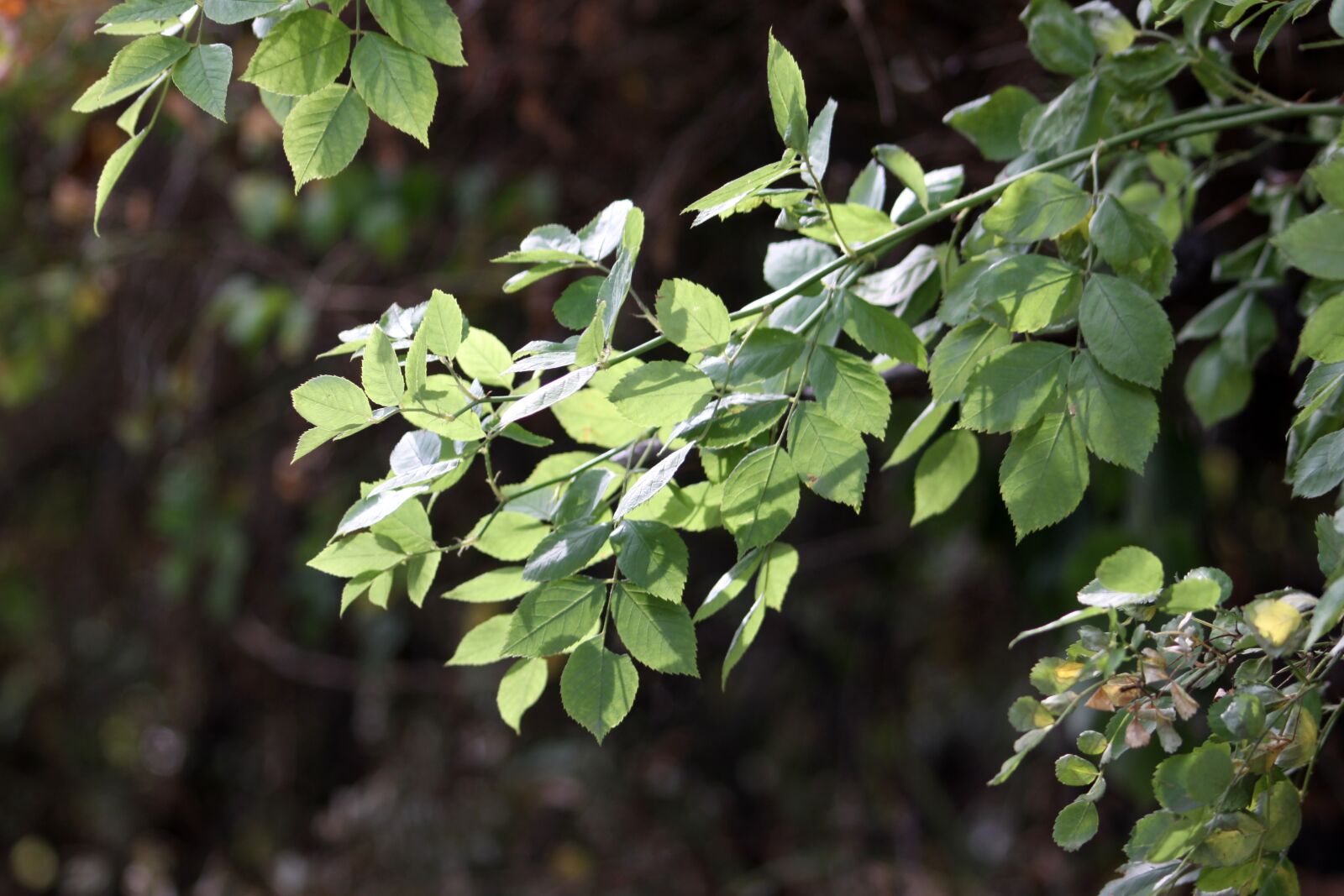 Canon EOS 50D sample photo. Wood, the leaves, eggplant photography
