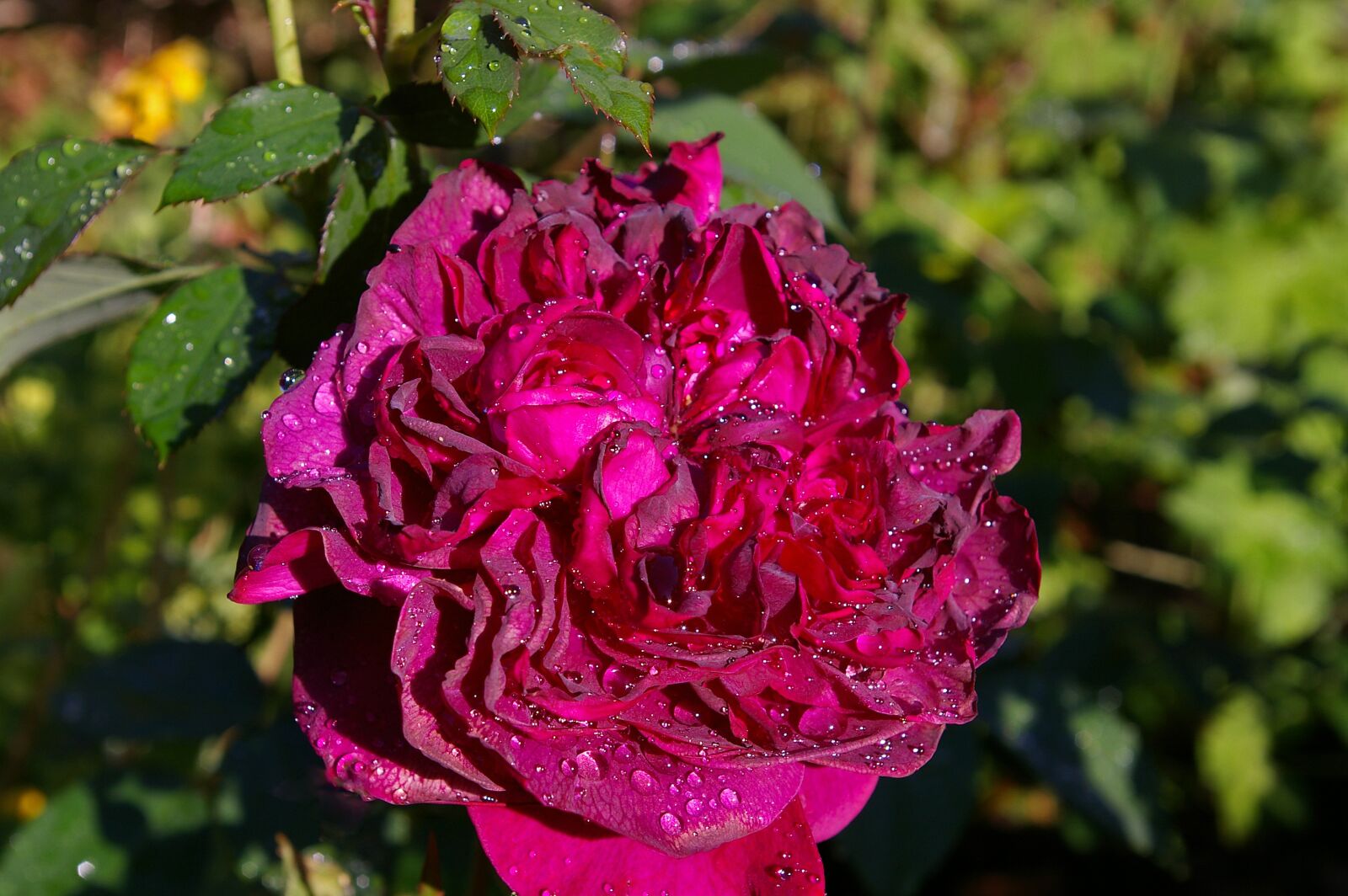 Pentax *ist DL2 sample photo. Rose, red rose, scented photography