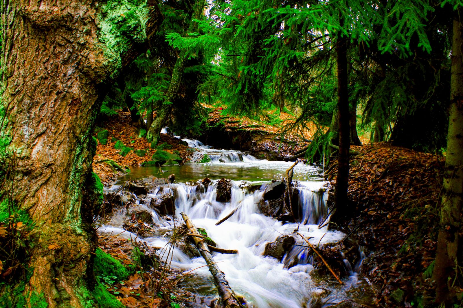 Canon EOS 550D (EOS Rebel T2i / EOS Kiss X4) sample photo. River, green, forest photography
