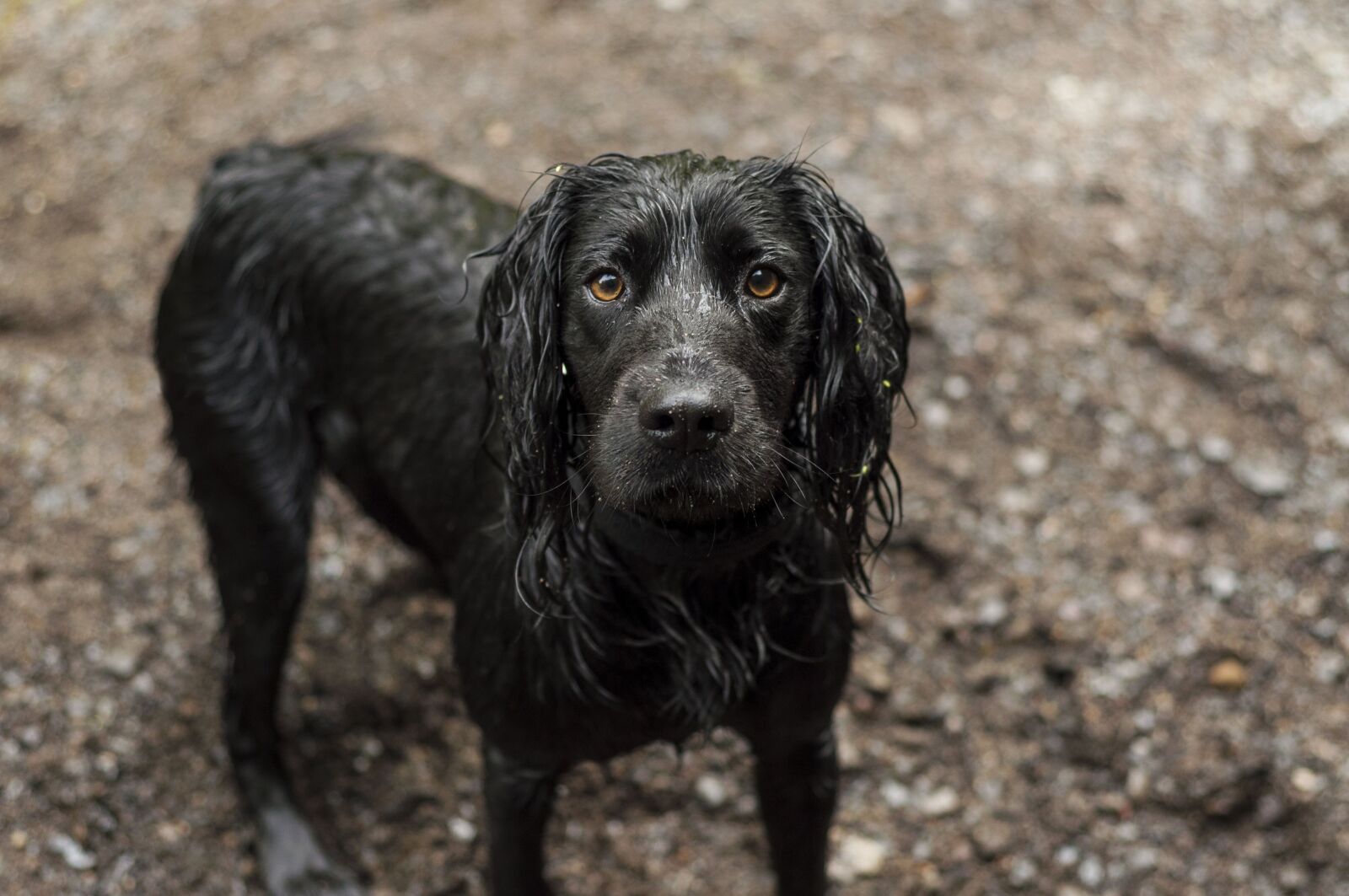 Nikon D90 sample photo. Wet dog, cocker spaniel photography