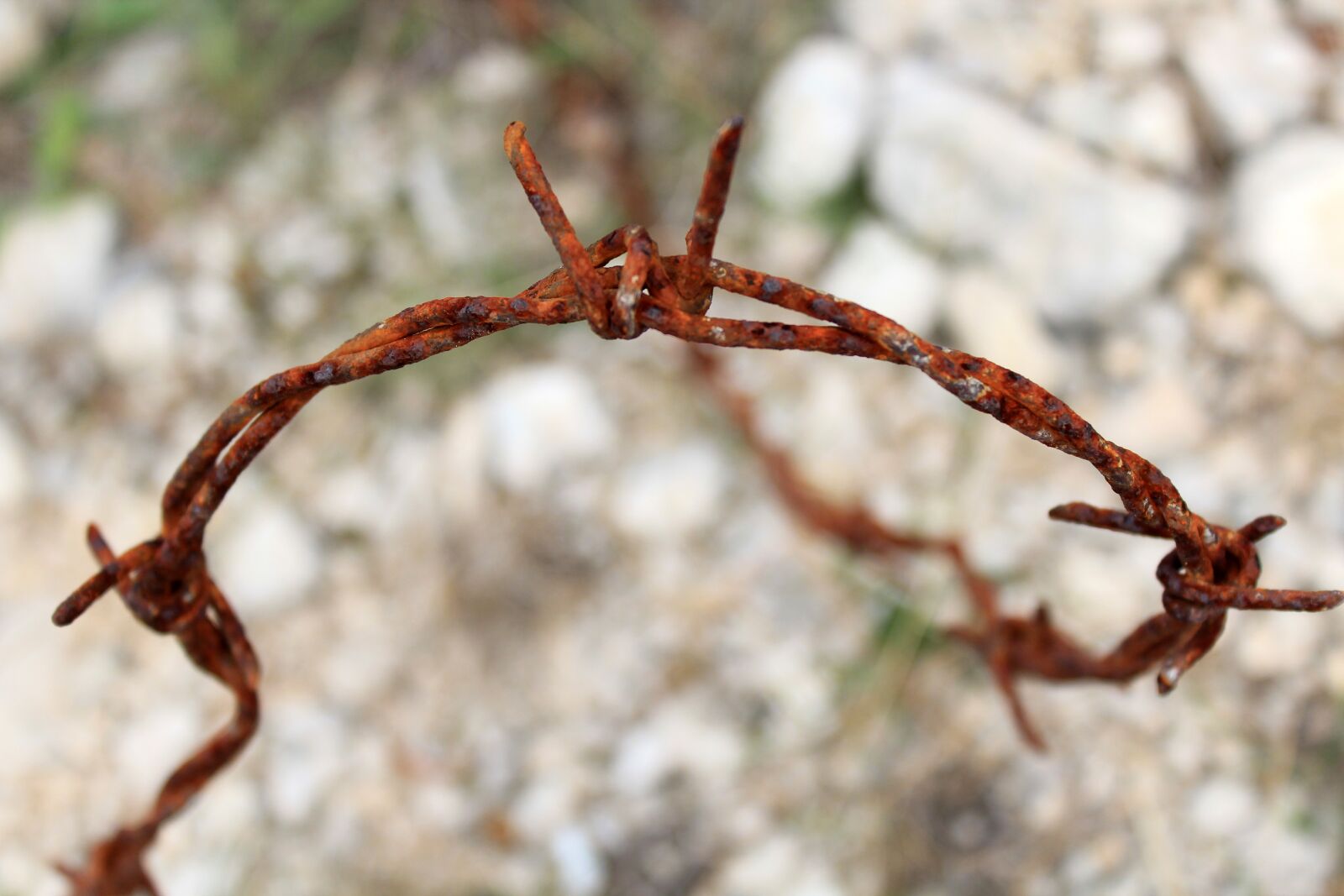 Canon EOS 600D (Rebel EOS T3i / EOS Kiss X5) sample photo. Wire, barbed wire, rust photography
