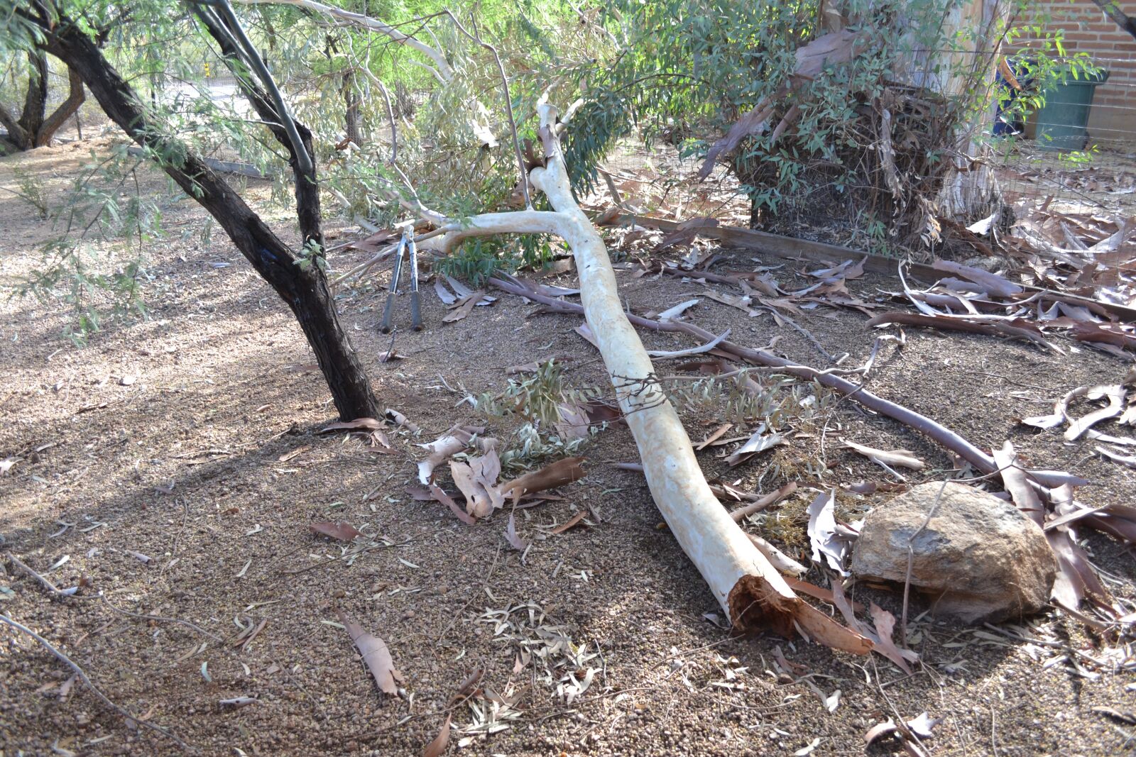 Nikon D3100 sample photo. Tree, eucalyptus, branch photography