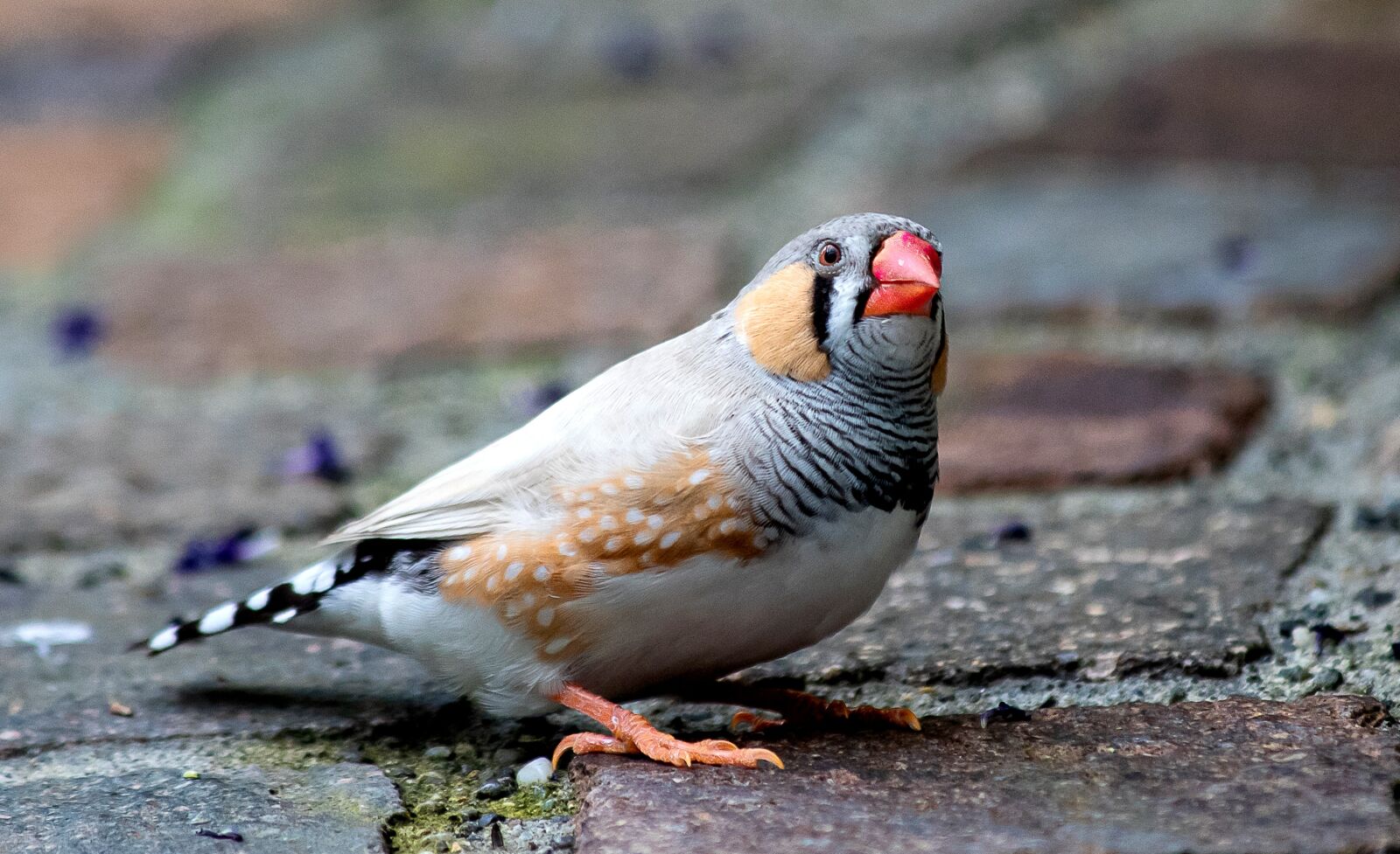 Canon EOS 6D Mark II sample photo. Zebra finch, bird, animal photography
