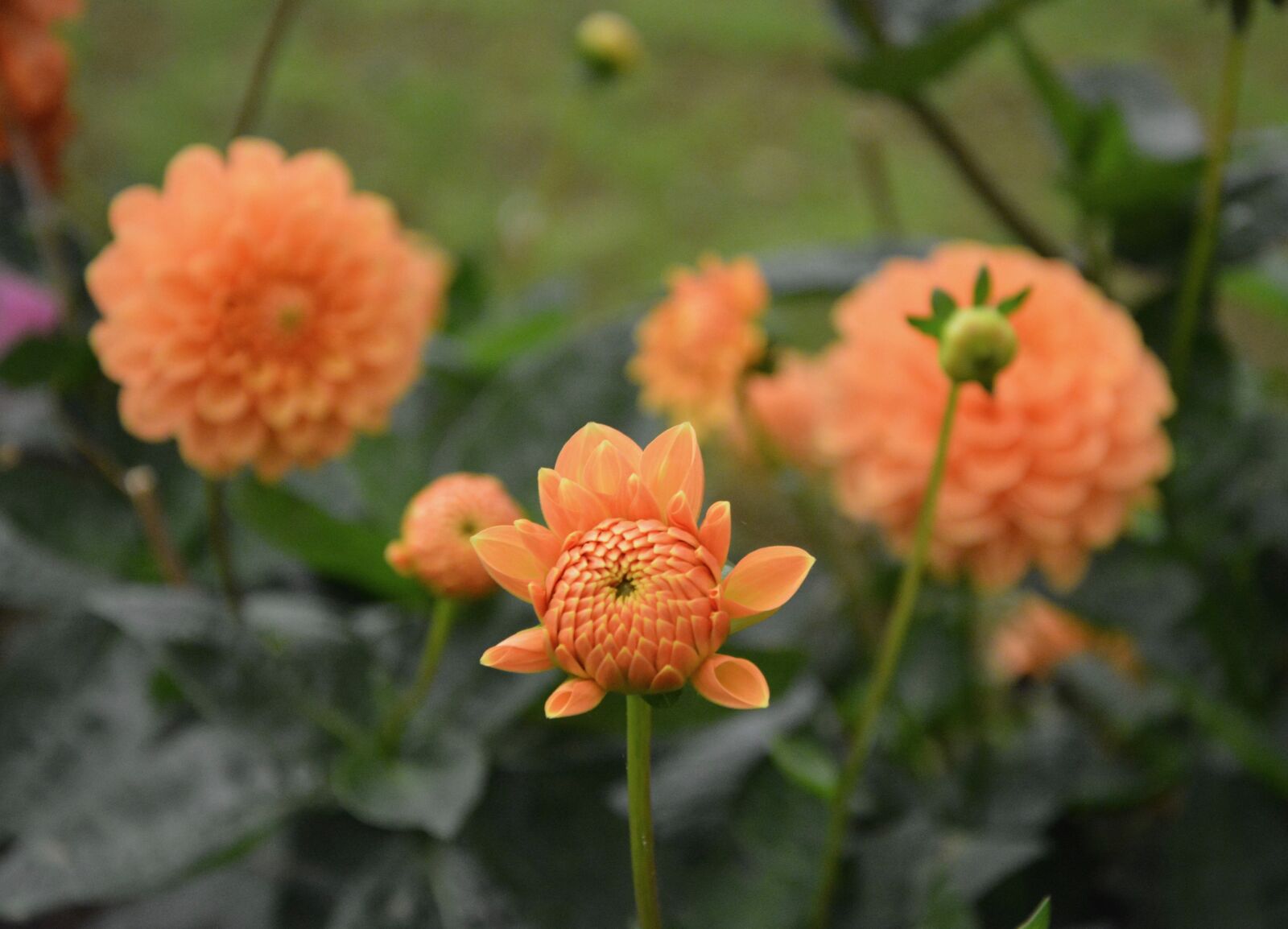 Nikon D5200 sample photo. Flowers, button flower, buds photography