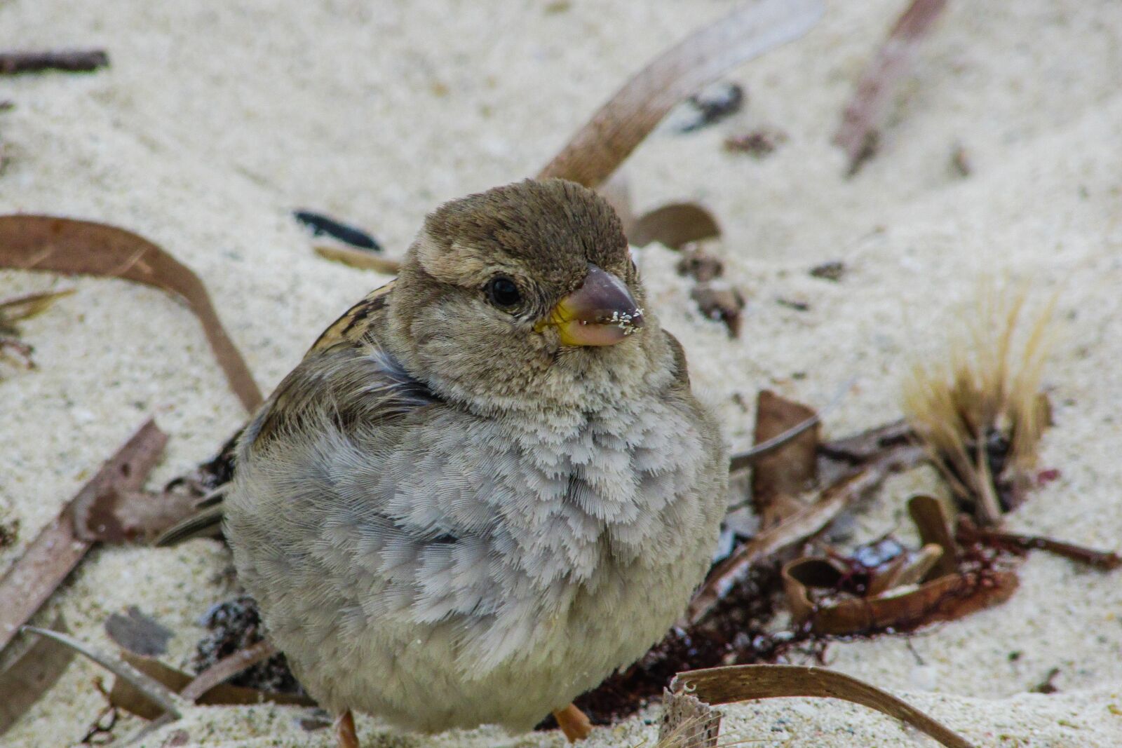 Canon PowerShot SX400 IS sample photo. Sparrow, cute, looking photography