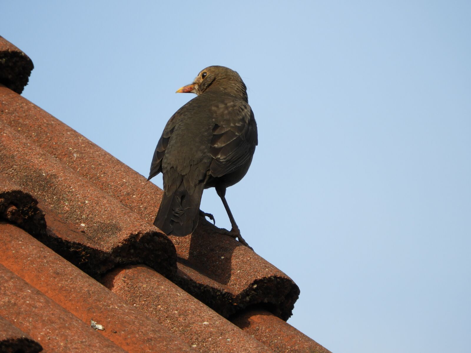 Nikon Coolpix B700 sample photo. Blackbird, roof, bird photography