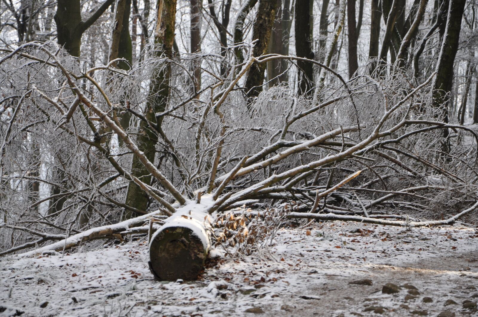Nikon D5000 sample photo. Forest, tree, landscape photography