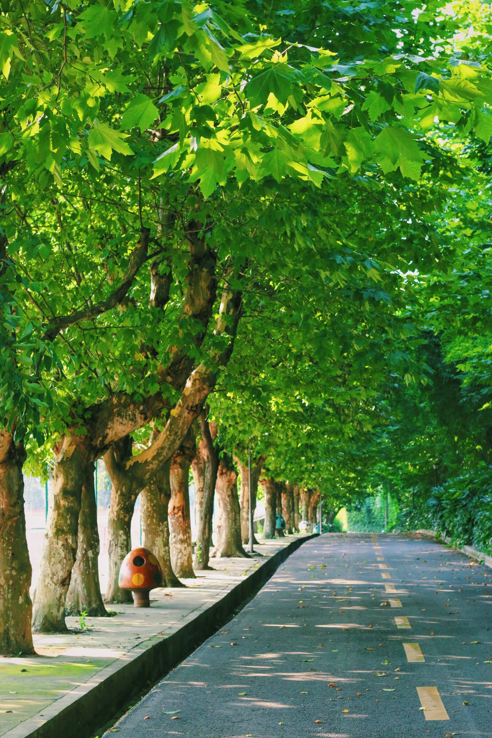 Canon EOS 70D + Canon EF 50mm F1.8 STM sample photo. Campus, green, leaf photography