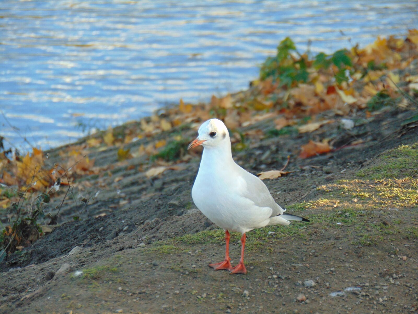 Sony Cyber-shot DSC-H300 sample photo. Seagull, sea, bird photography