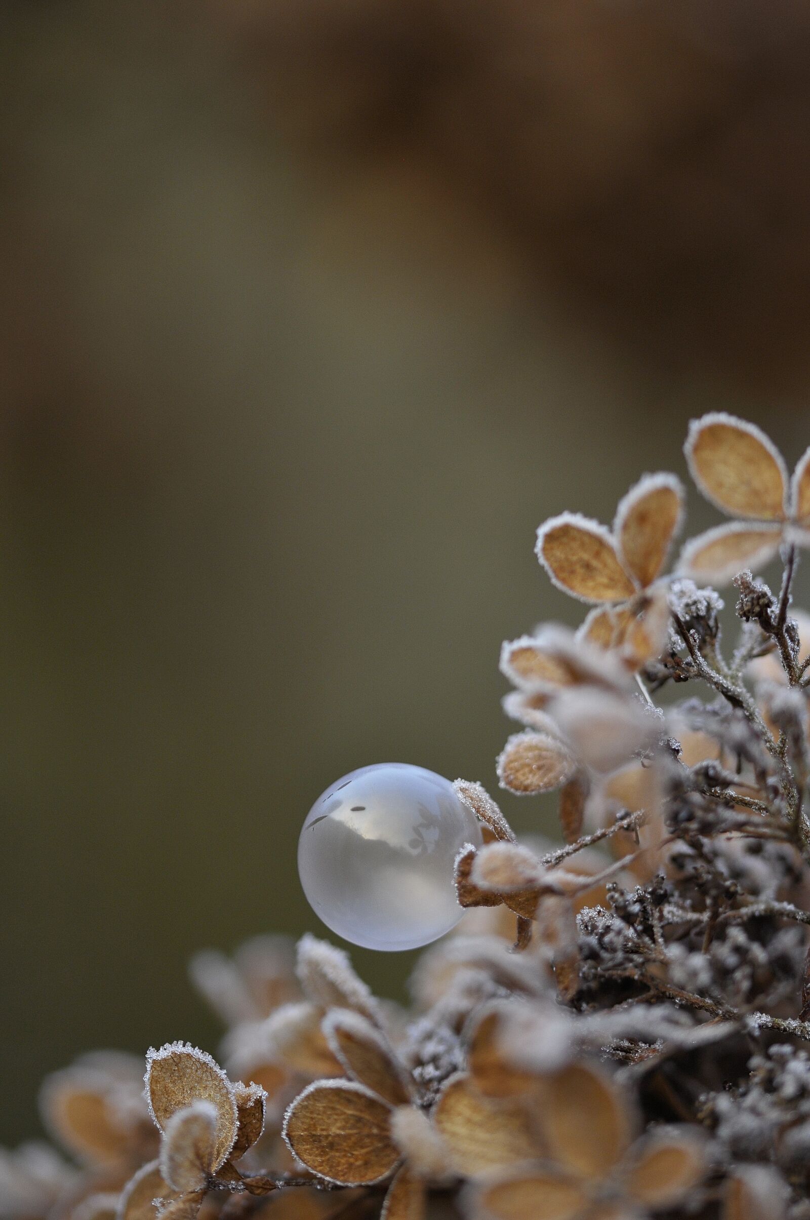 Nikon D300 sample photo. Bubbles, soap, lightness photography
