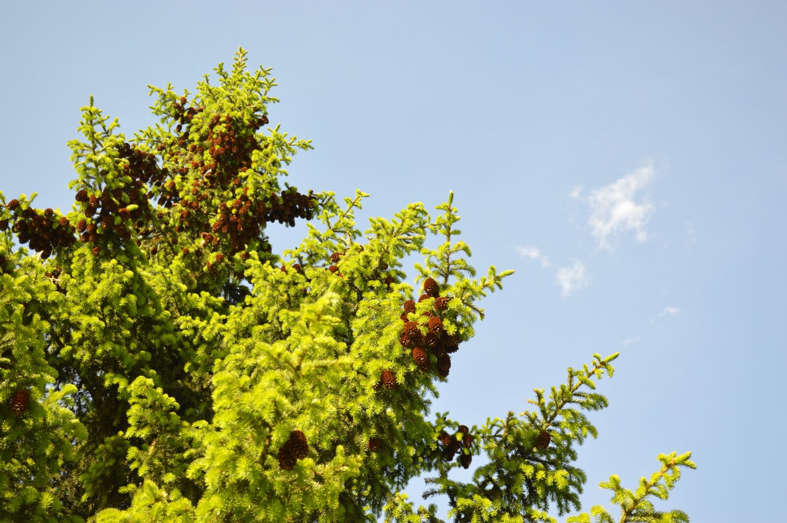 Nikon D3200 sample photo. Spruce, cones, sky photography