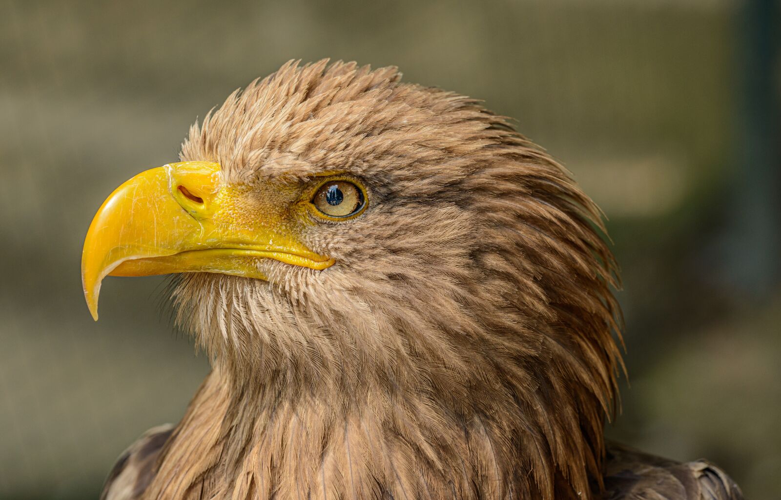 Nikon D800E sample photo. Eagle, bird, predator photography