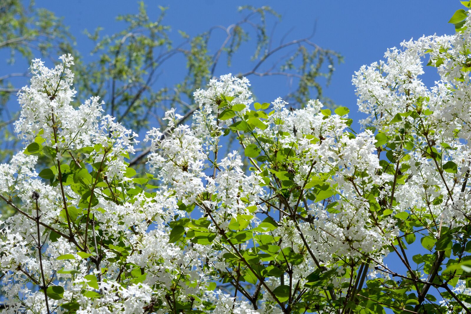 Nikon D7100 sample photo. Flower, white flower, summer photography