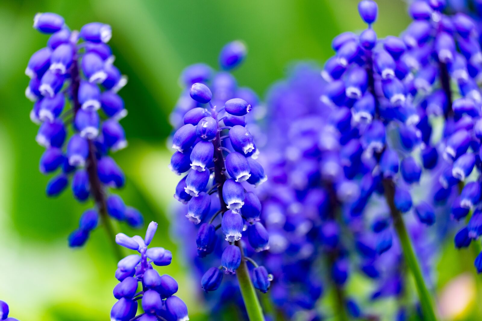 Fujifilm XF 55-200mm F3.5-4.8 R LM OIS sample photo. Szafirek, flower, spring photography