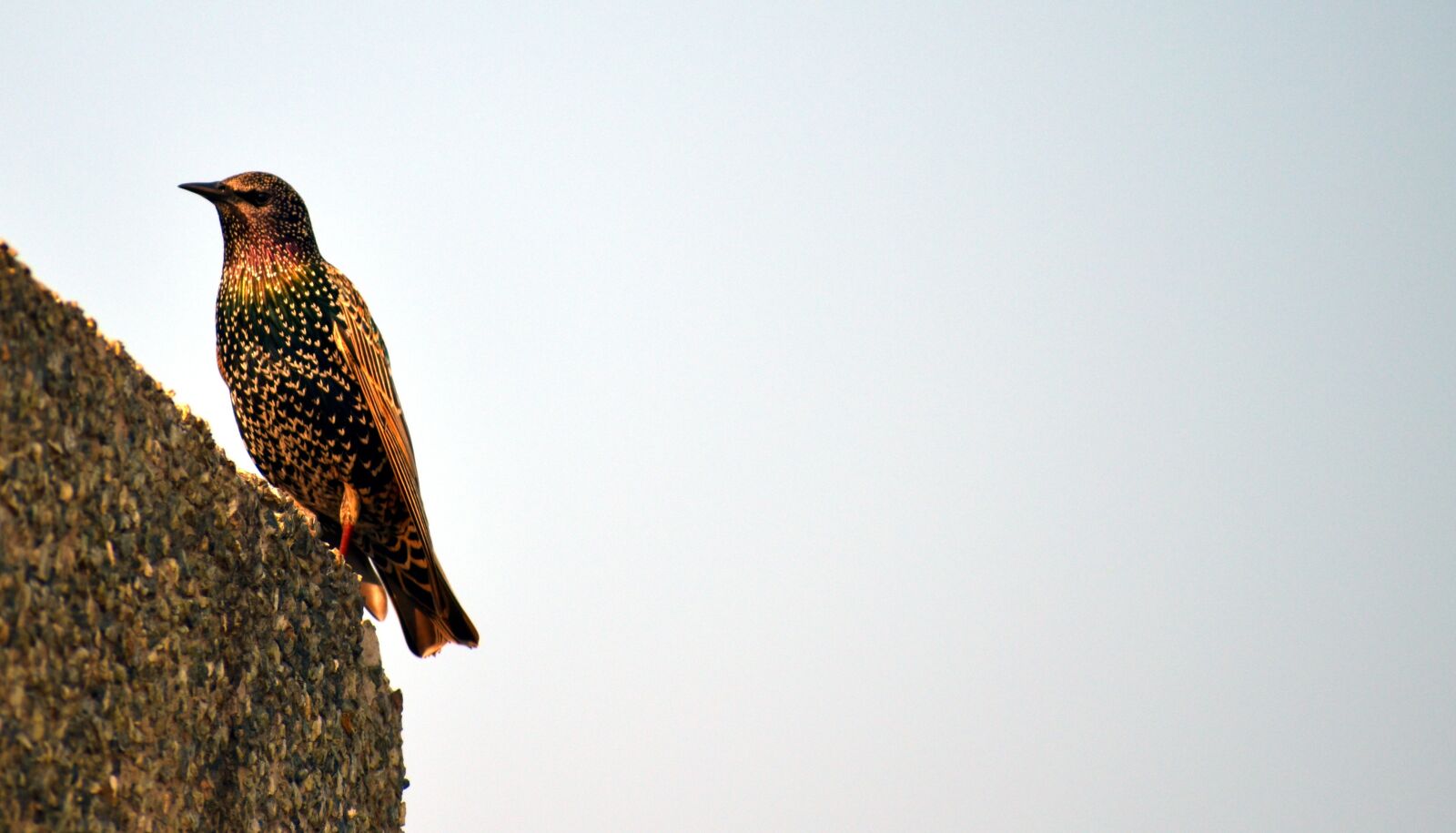 Nikon D5600 sample photo. Nature, bird, wildlife photography