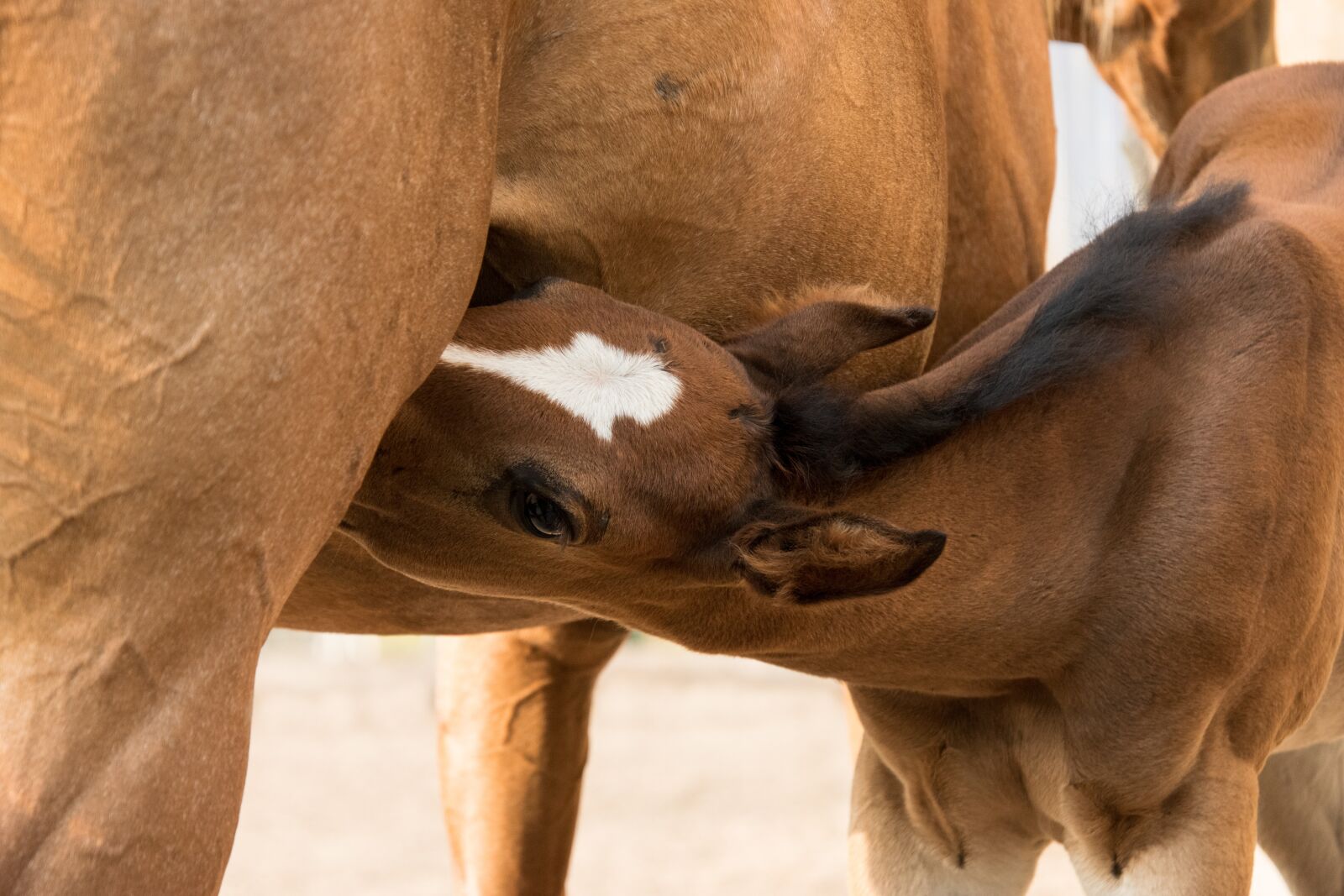 Nikon D3300 sample photo. Foal, mare, drink photography