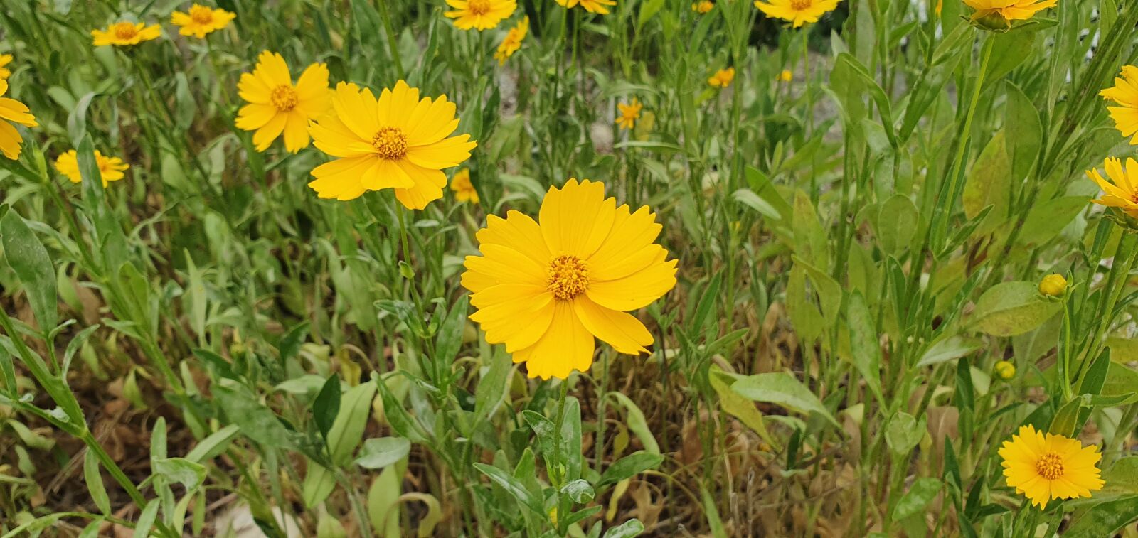 Samsung Galaxy S10 sample photo. Flower, nature, blossom photography