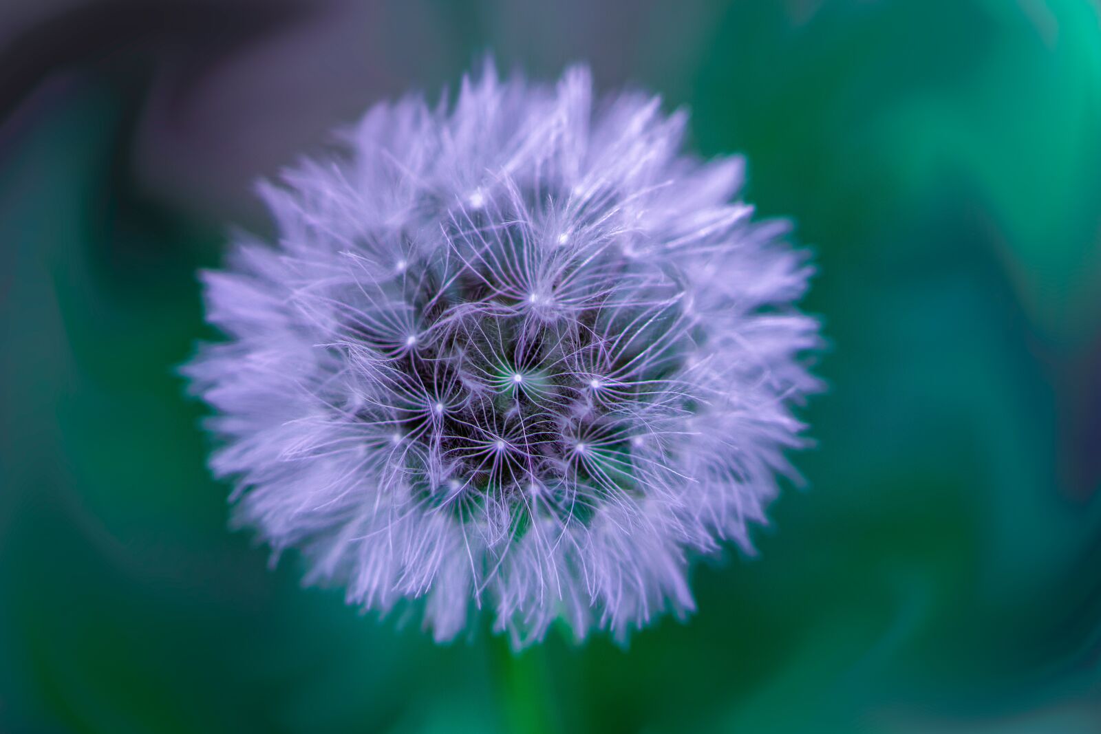 Nikon D5600 sample photo. Happy passover, mothers day photography