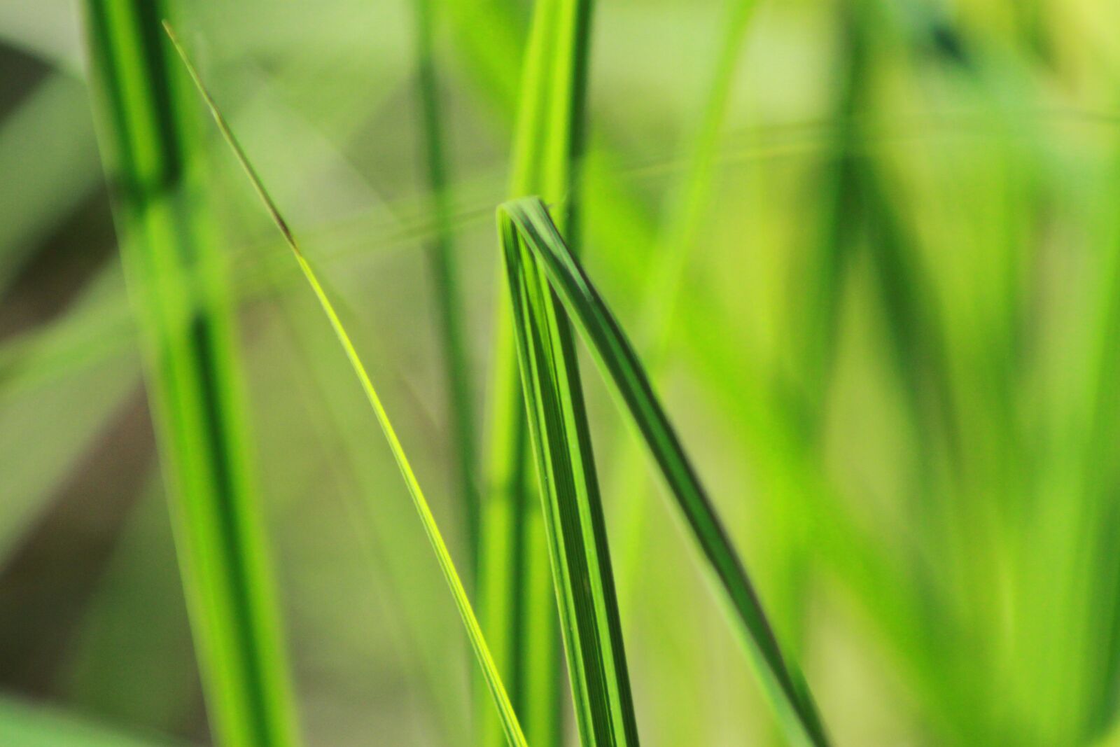 Canon EOS 500D (EOS Rebel T1i / EOS Kiss X3) sample photo. Grass, nature, summer photography