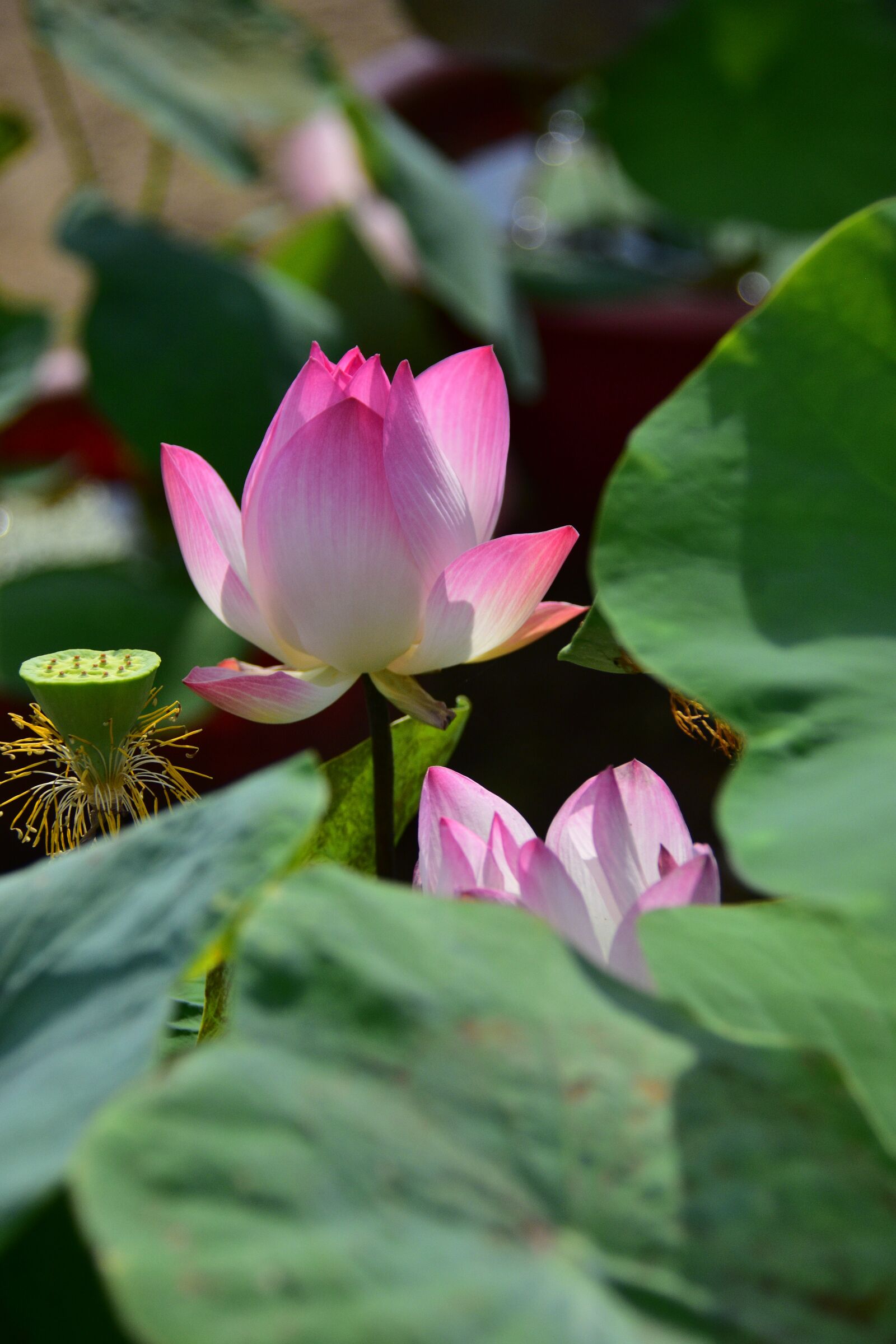 Nikon D7200 sample photo. Lotus, flower, petals photography