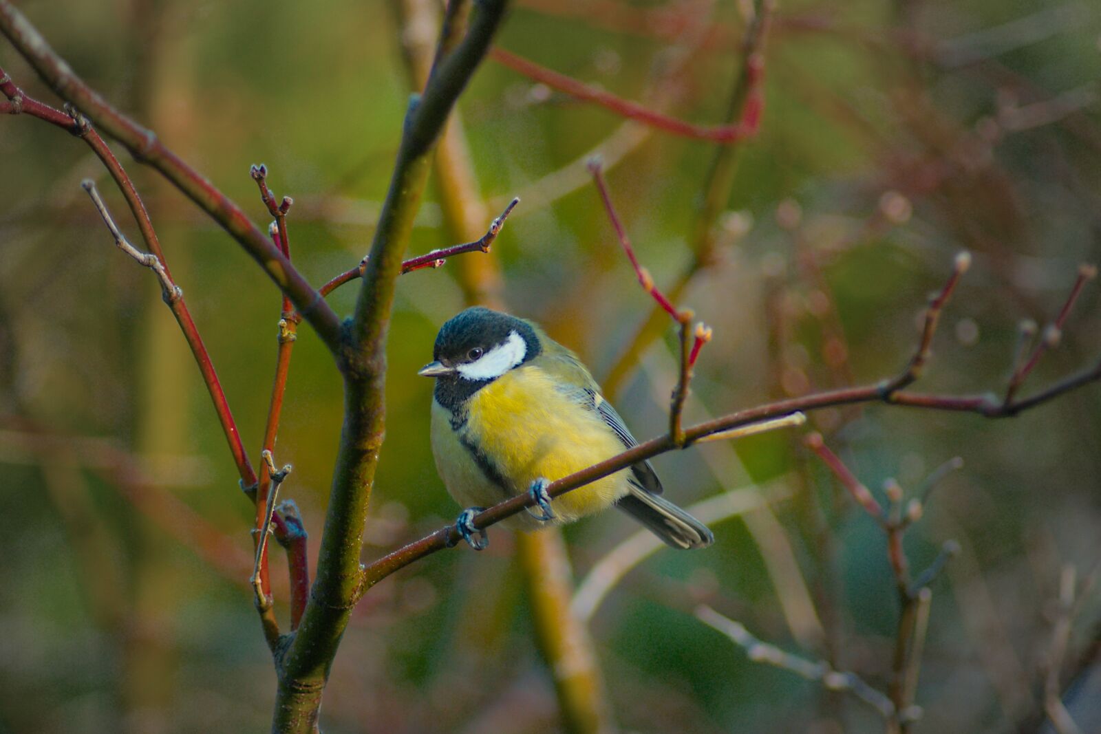 Tamron AF 70-300mm F4-5.6 Di LD Macro sample photo