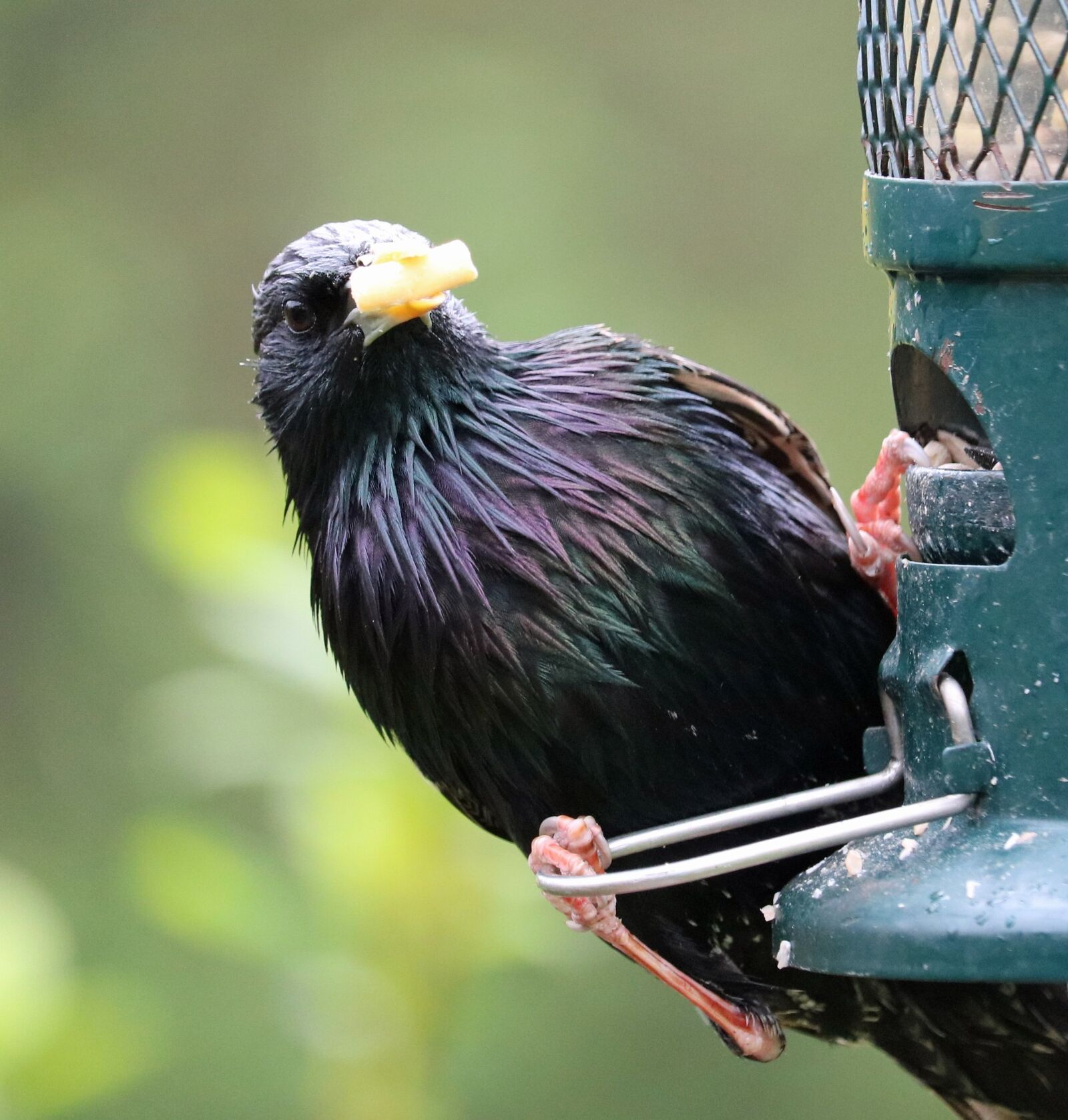 Canon EOS 750D (EOS Rebel T6i / EOS Kiss X8i) sample photo. Starling, feeder, feeding photography
