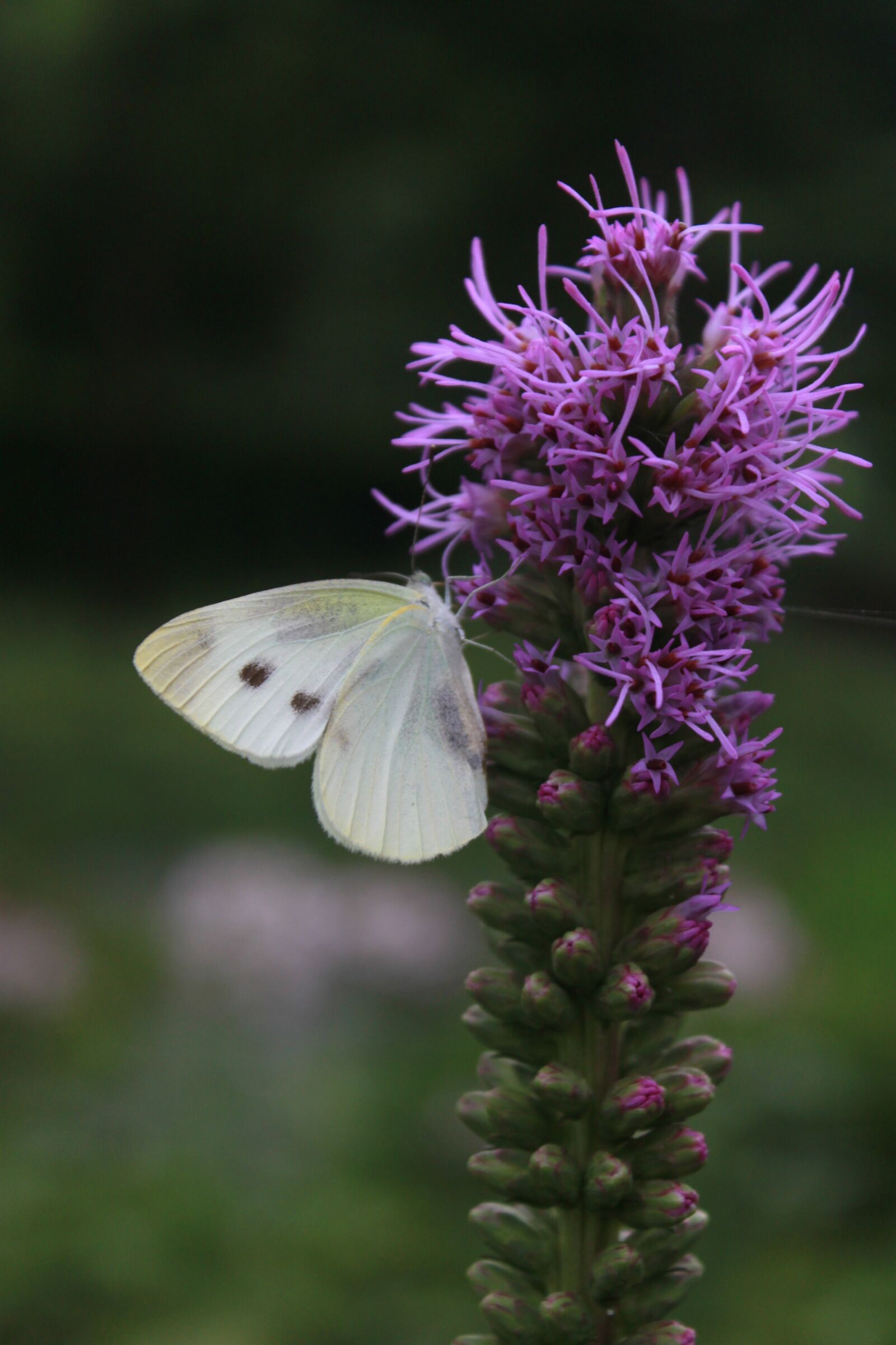 Canon EOS 500D (EOS Rebel T1i / EOS Kiss X3) sample photo. Flowers, butterfly, nature photography