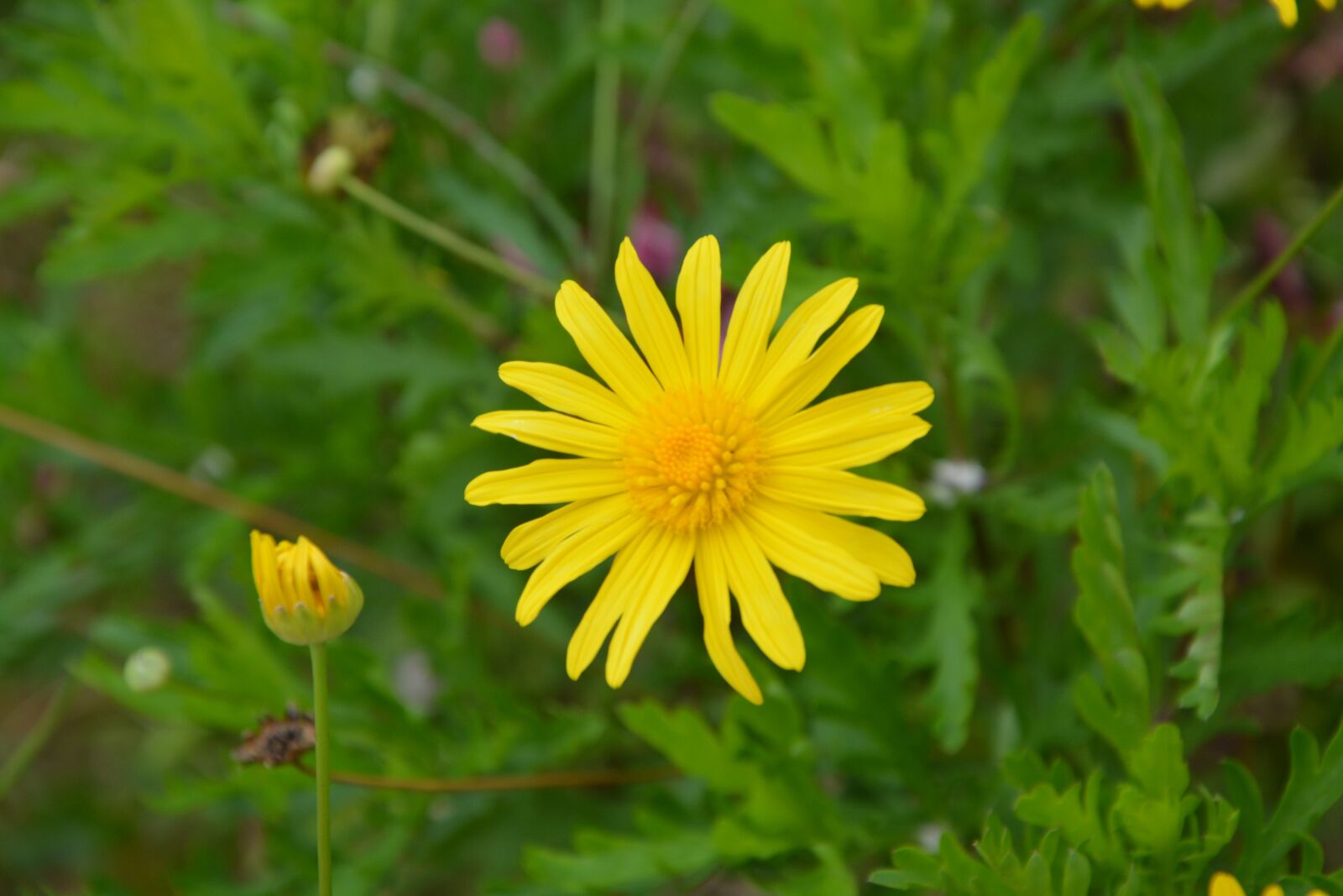 Nikon D5200 sample photo. Yellow daisy, petals, flower photography