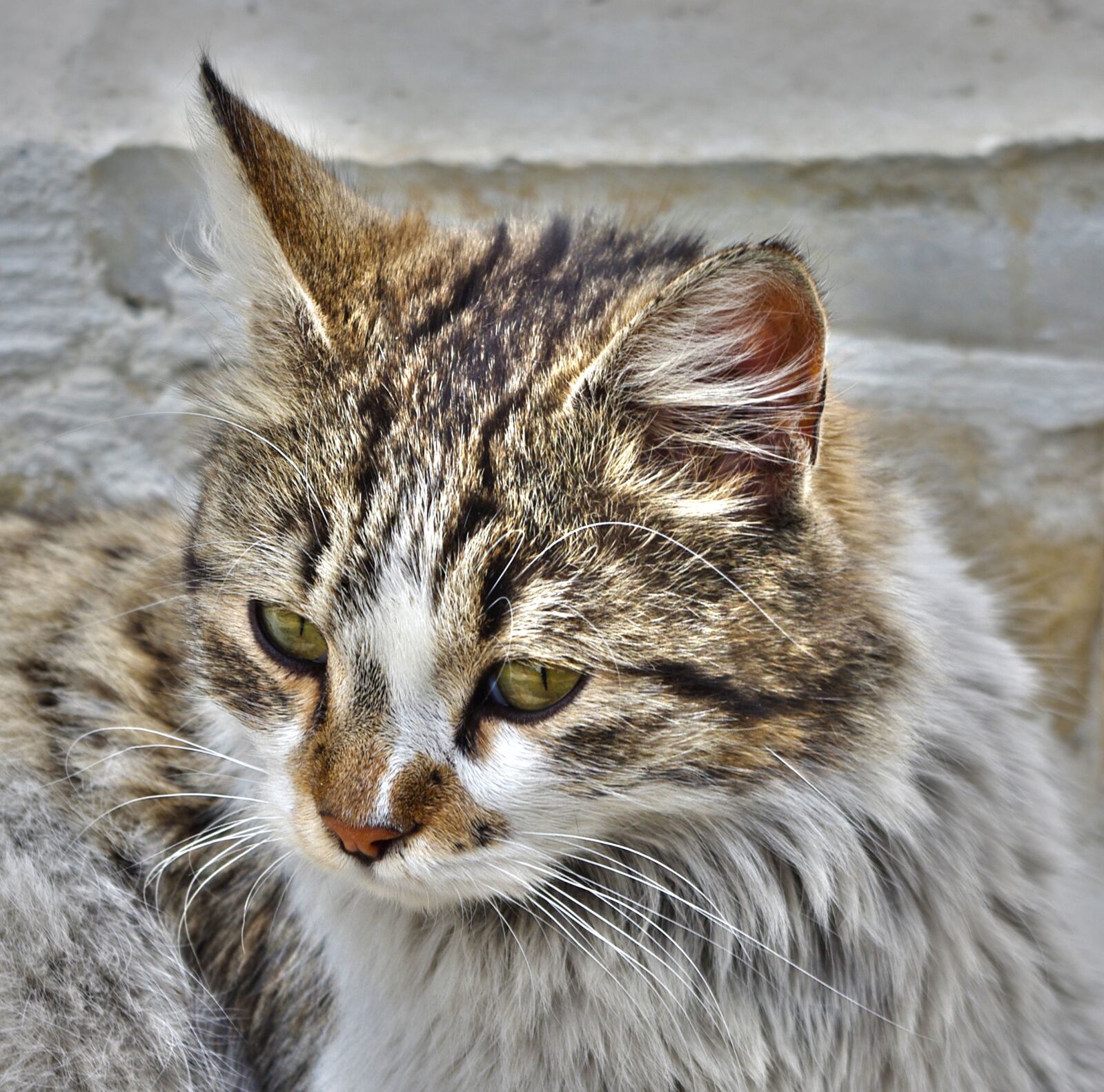 Pentax K-m (K2000) sample photo. Cat, head, animal photography