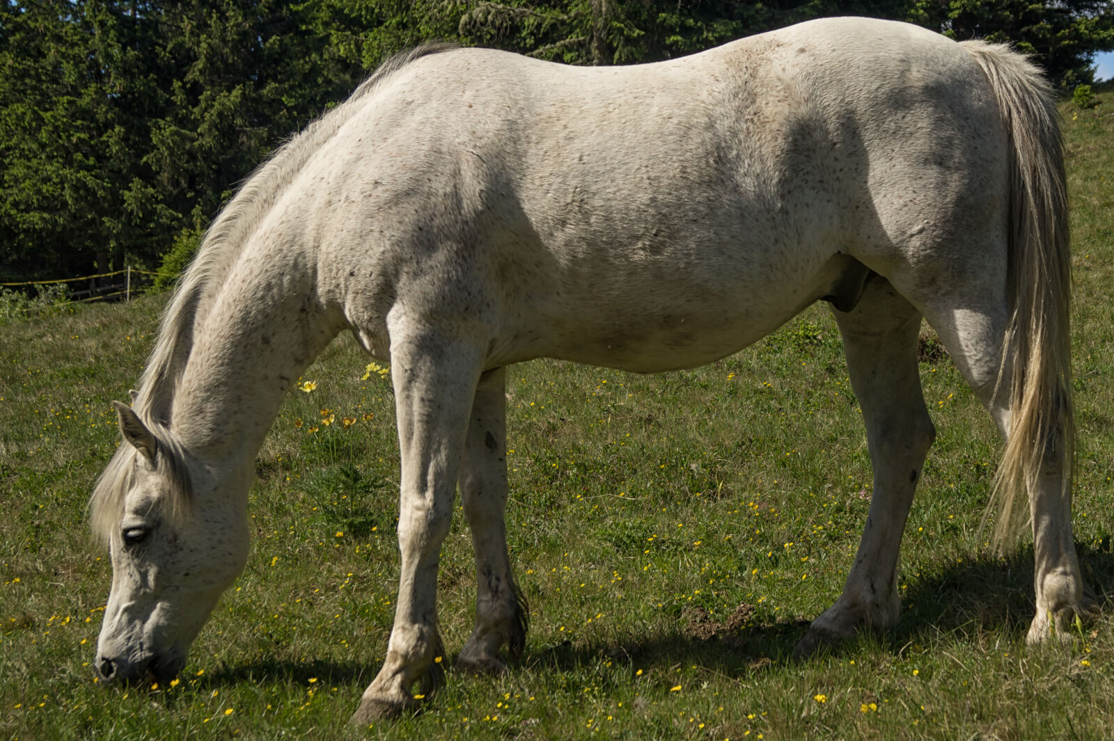 Sony DT 18-55mm F3.5-5.6 SAM II sample photo. Equestrian, grass, grazing, grazing photography