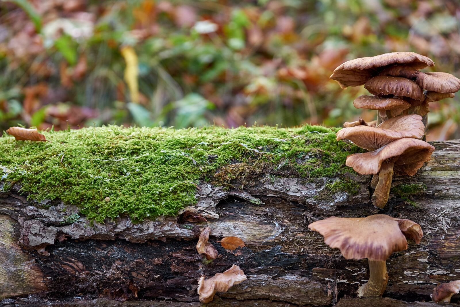 Sony FE 70-200mm F4 G OSS sample photo. Mushroom, log, nature photography