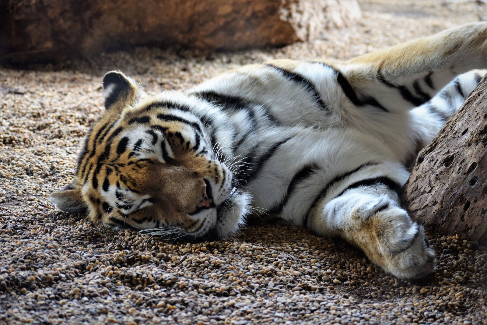 Nikon D3300 sample photo. Tiger, sleeping, playful photography